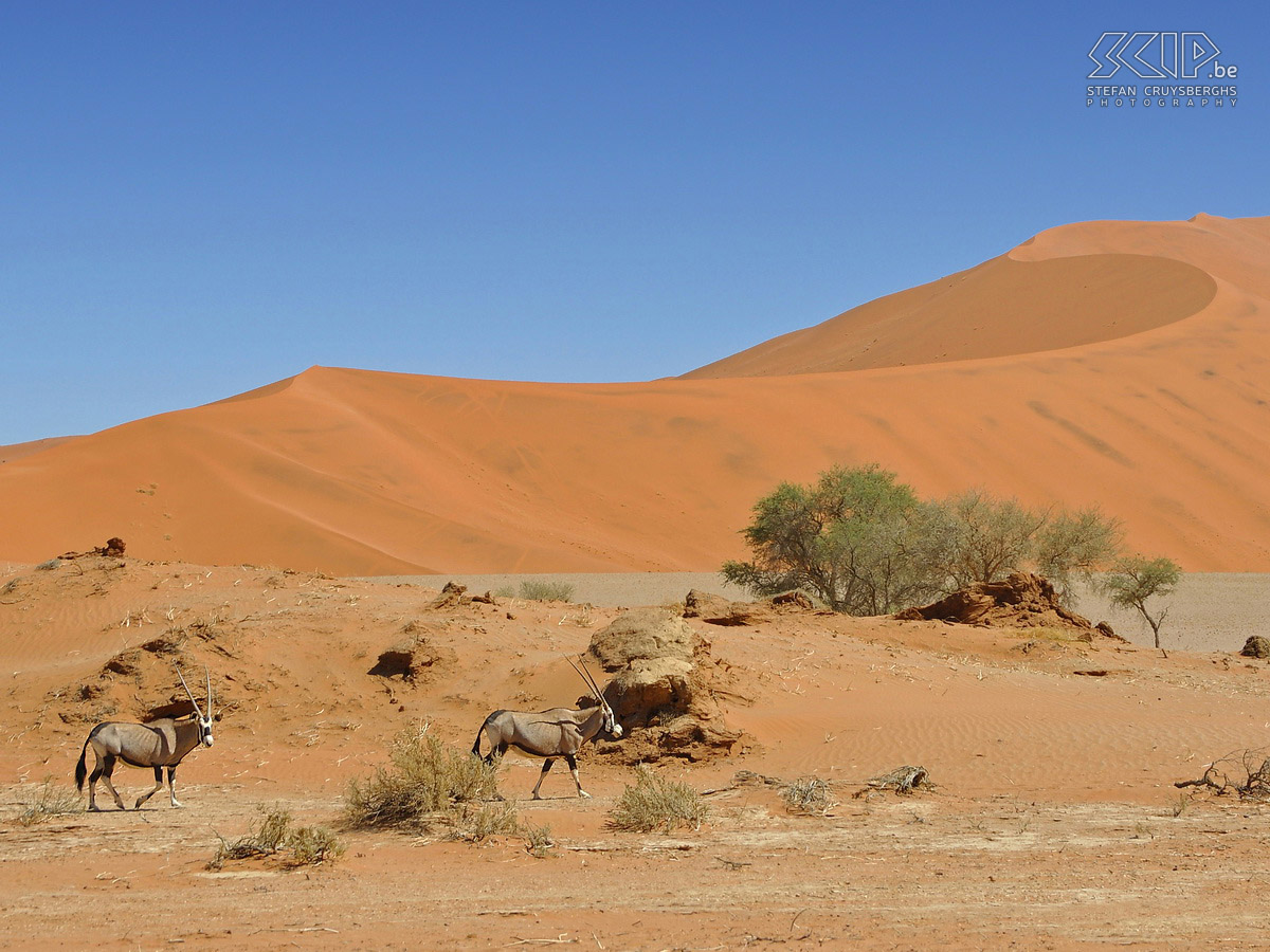 Oryxen in Namib  Stefan Cruysberghs